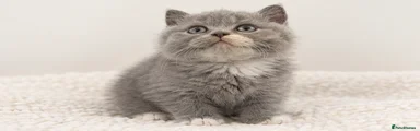 British Shorthair 2