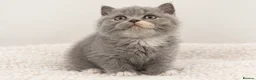 British Shorthair cats for sale: Beautiful & Healthy British Shorthair Kittens - Advert 19