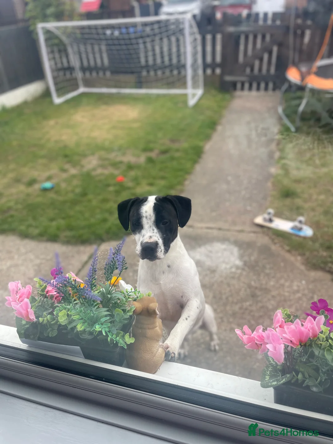 Staffordshire Bull Terrier dogs for sale: Harry💚 - Advert 2