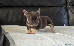 French Bulldog dogs for sale: TOP QUALITY KC REG FRENCHIES AVAILABLE  - Image 28