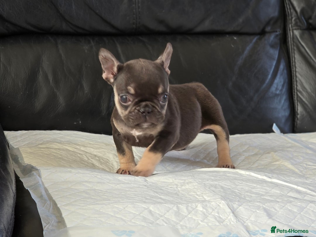 French Bulldog dogs for sale: TOP QUALITY KC REG FRENCHIES AVAILABLE  - Image 28