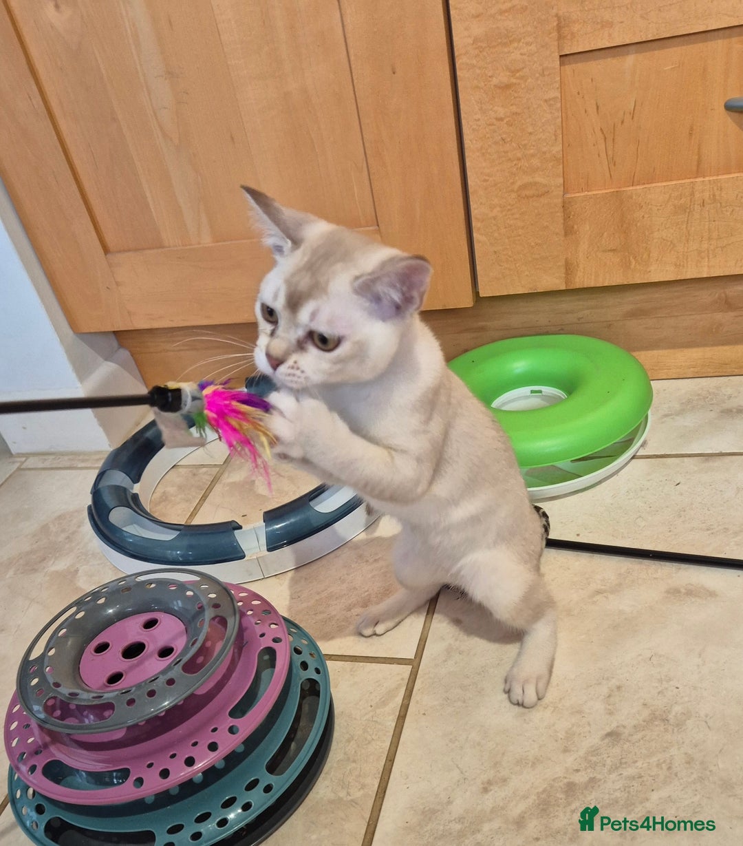 Burmilla cats for sale: Pedigree Burmilla Kittens - Advert 16