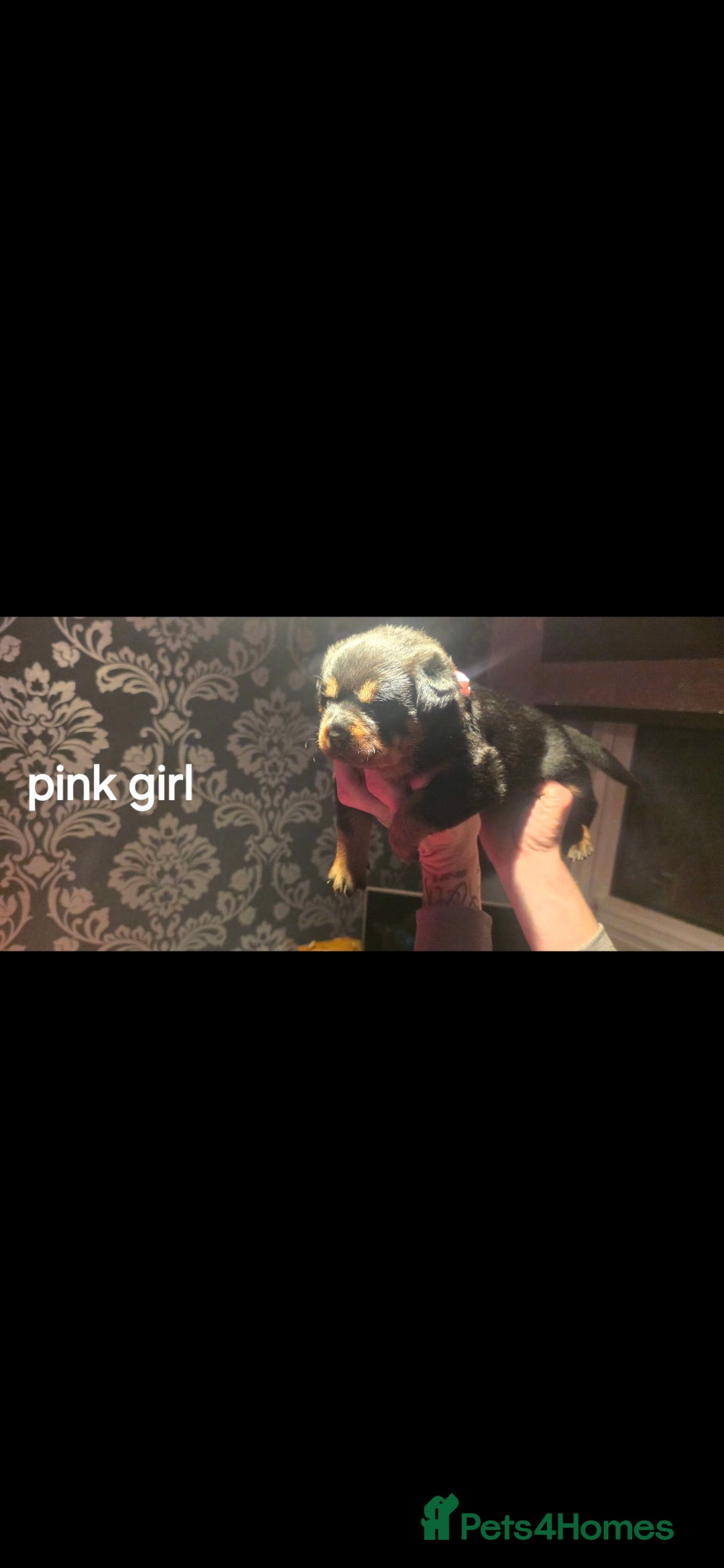 Rottweiler dogs for sale: Kc rottweiler  - Advert 17