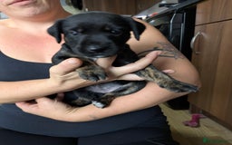 Mixed Breed dogs for sale: Jack, Springer X staffy, lurcher puppies - Image 21