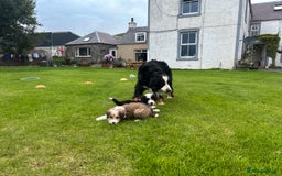 Bernedoodle dogs for sale: Gorgeous Bernedoodle puppies  - Image 9