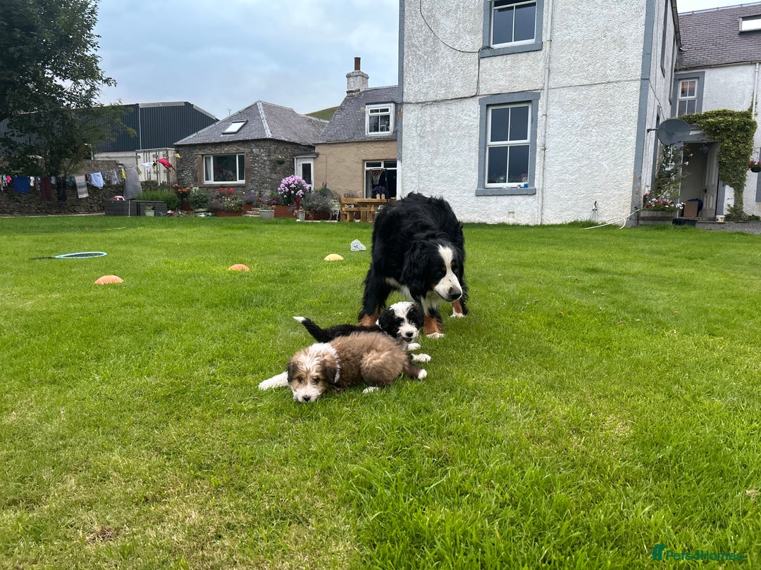 Bernedoodle dogs for sale: Gorgeous Bernedoodle puppies  - Image 9