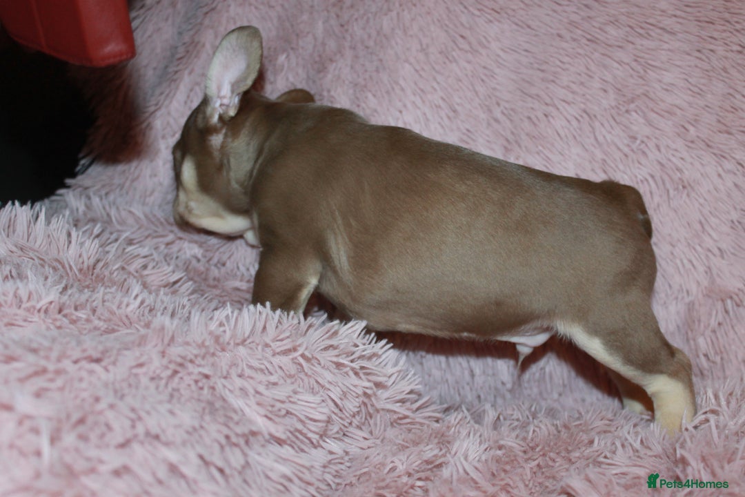 French Bulldog dogs for sale: ULTRA RARE - RAINBOW LITTER NON FLUFFY FRENCHIES - Advert 6