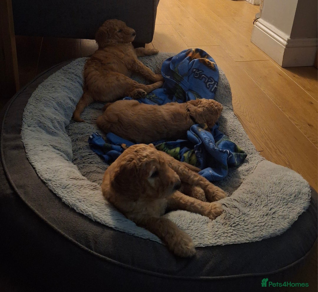 Standard Poodle dogs for sale: Standard poodle male pup apricot  - Image 17