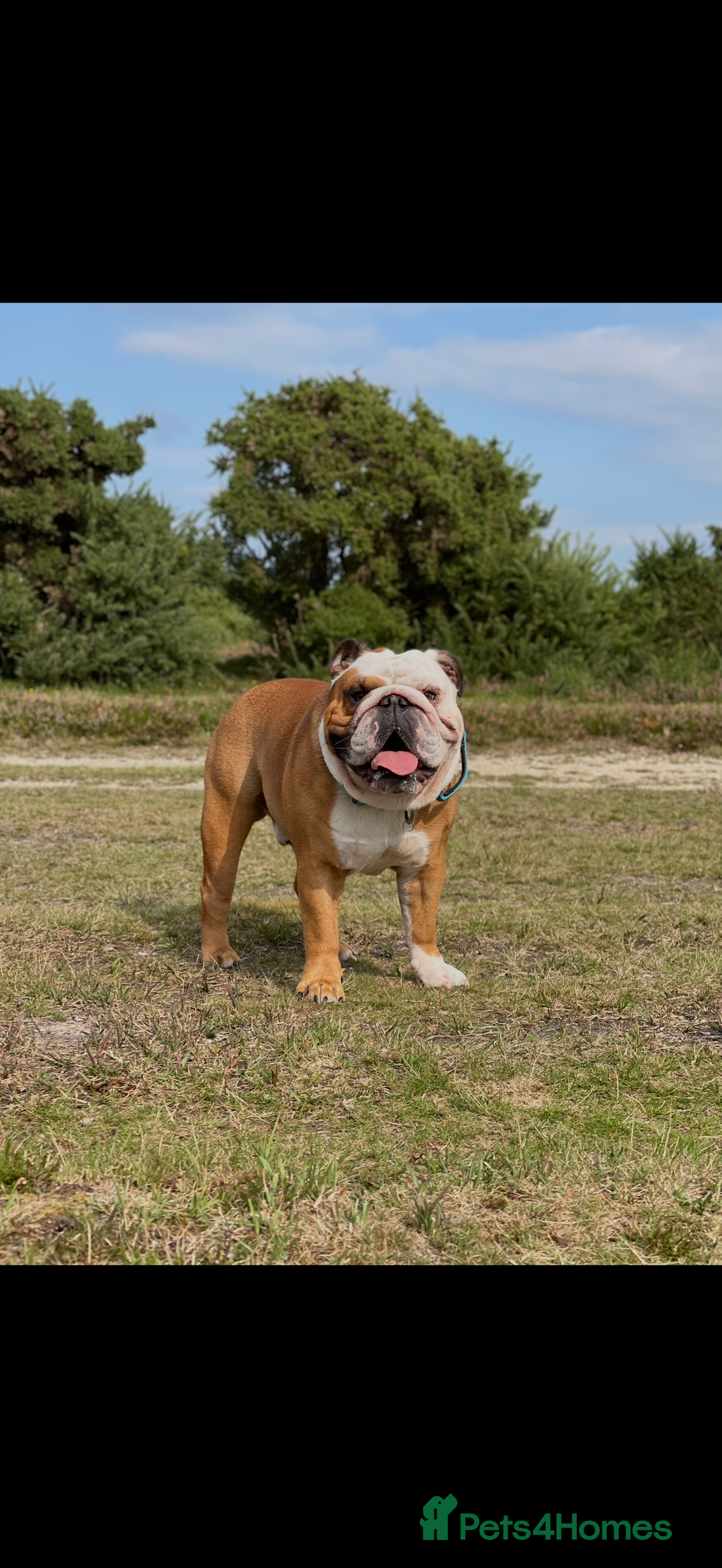 English Bulldog dogs for sale: Red&White KC Registered English Bulldog puppies  - Advert 4