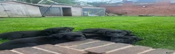 Labrador Retriever dogs for sale: Labrador cross Bernese  - Advert 3