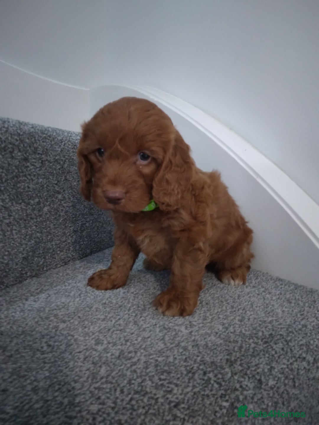 Cockapoo dogs for sale: F1 Cockapoo pups 🐾 - Image 5