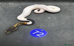 Python Snake reptiles for sale: Royal pythons from £60 - Image 21