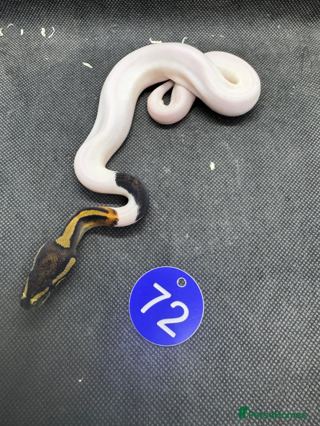 Python Snake reptiles for sale: Royal pythons from £60 - Image 21