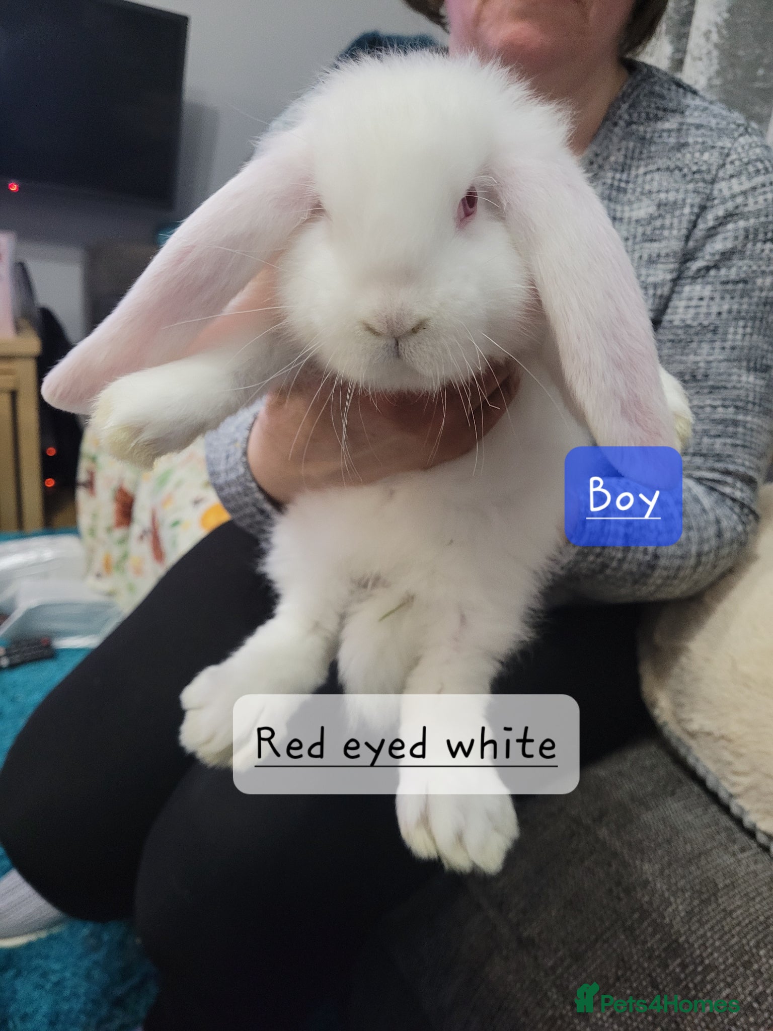 French Lop rabbits Pure Bred French Lop babies - Advert 2