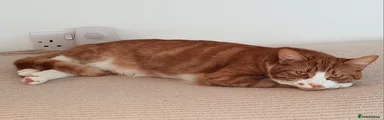 Mixed Breed 1
