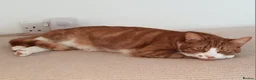 Mixed Breed cats for sale: Two gorgeous adult cats looking for a loving home - Advert 3