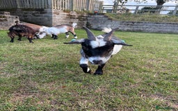 Goats livestock for sale: Pygmy Goats - Image 10
