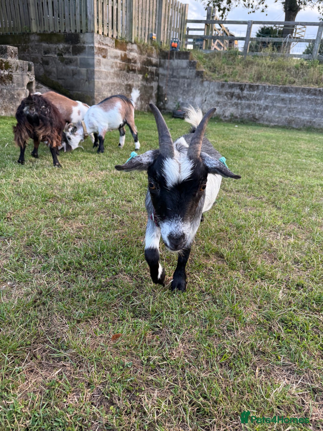 Goats livestock for sale: Pygmy Goats - Image 10