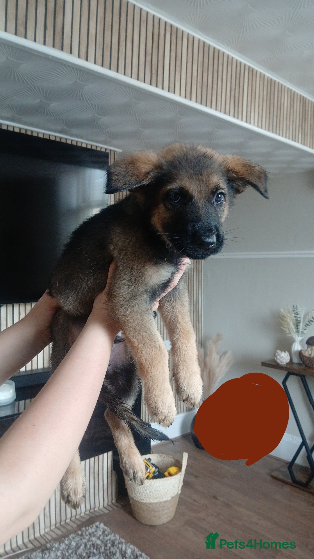 German Shepherd dogs for sale: 💥 chunky German Shepherd's 💥 - Image 3