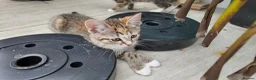 Mixed Breed cats for sale: 🐱 3 Beautiful Friendly Tabby Kittens in Milton Keynes - Advert 25
