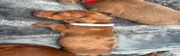 Miniature Dachshund dogs for sale: Long haired miniature dachshunds  in Liverpool - Advert 30