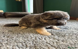 German Shepherd dogs for sale: German Shepherd Litter - Image 9