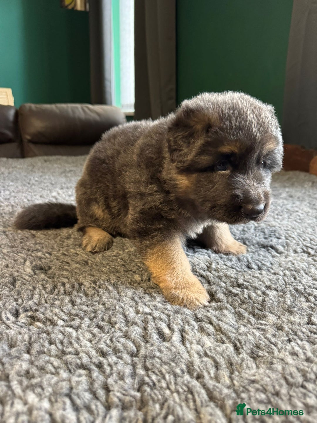 German Shepherd dogs for sale: German Shepherd Litter - Image 9
