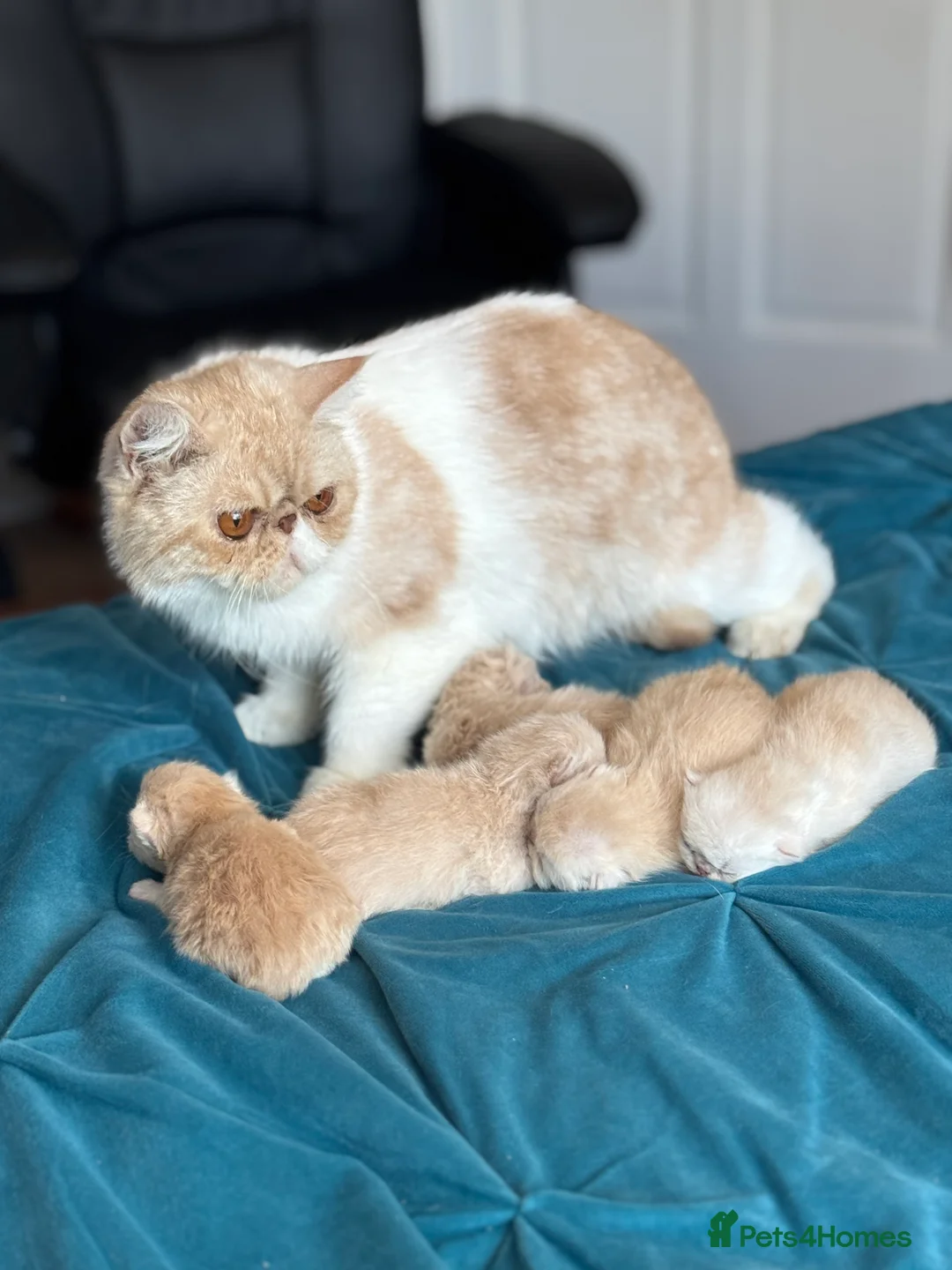 Exotic cats for sale: Gorgeous young GCCF Active Exotic female - Advert 2