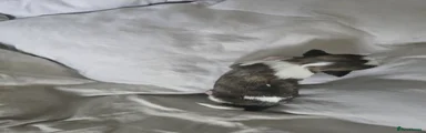 Shih Tzu 4