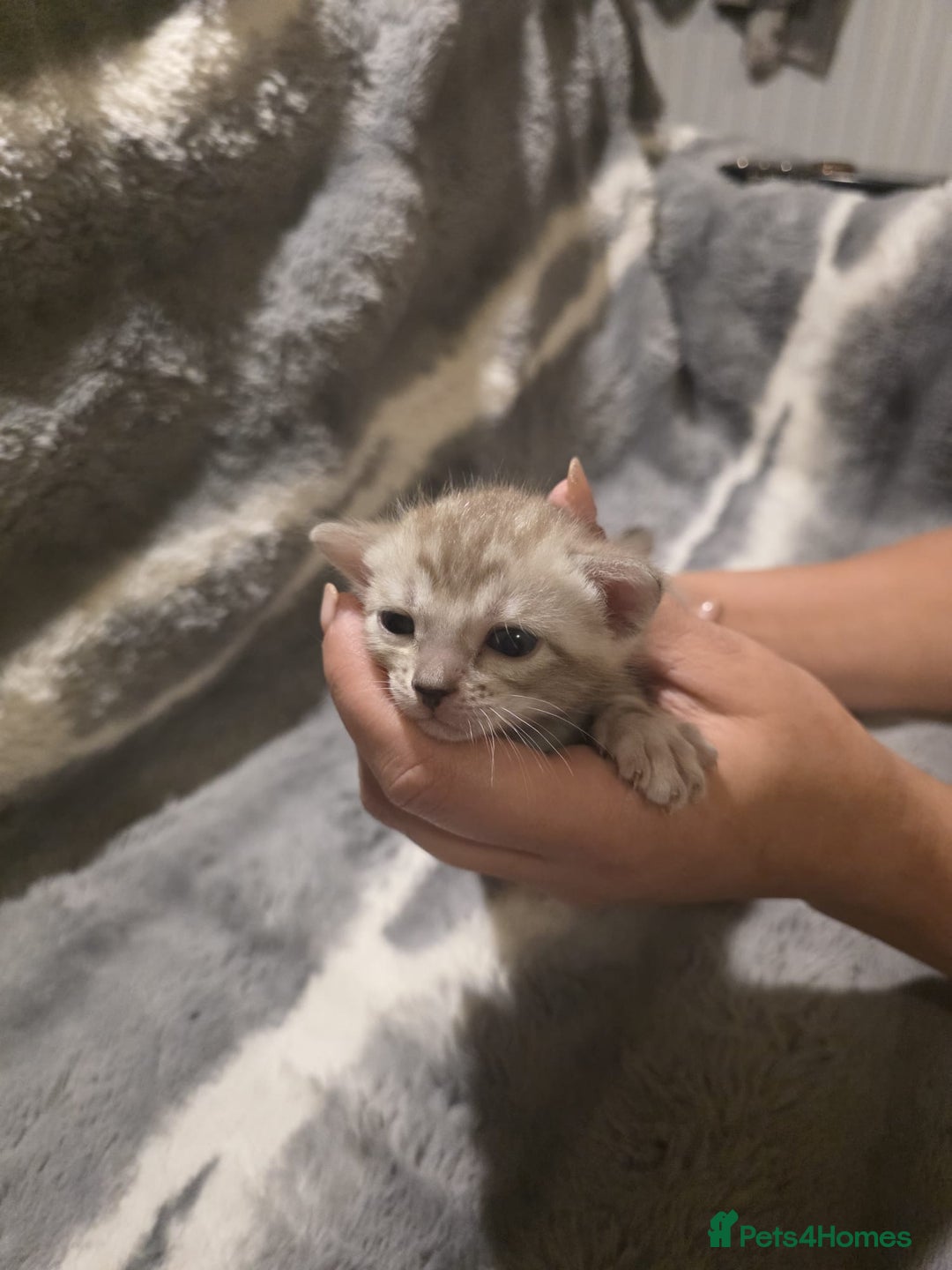 Bengal cats for sale: Rare Bengal babies - Image 23