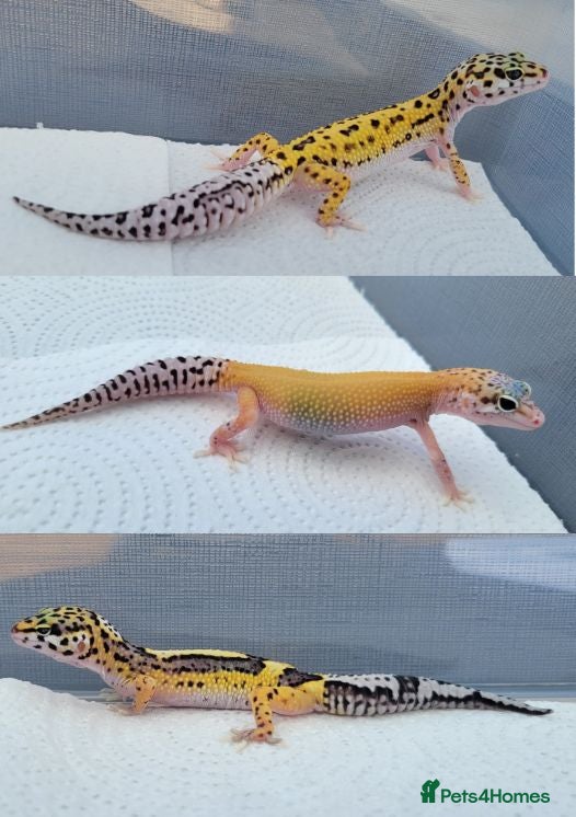Leopard Gecko reptiles Baby Leopard Geckos - Advert 4