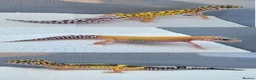 Leopard Gecko reptiles for sale: Baby Leopard Geckos - Advert 1