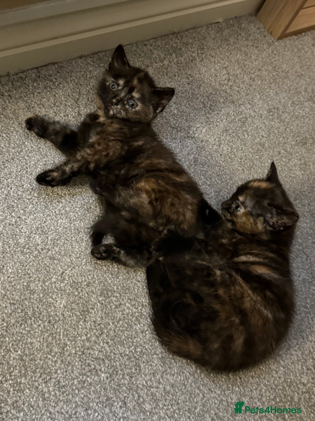 Mixed Breed cats for sale: 4 Gorgeous babies looking for their forever homes  - Advert 7