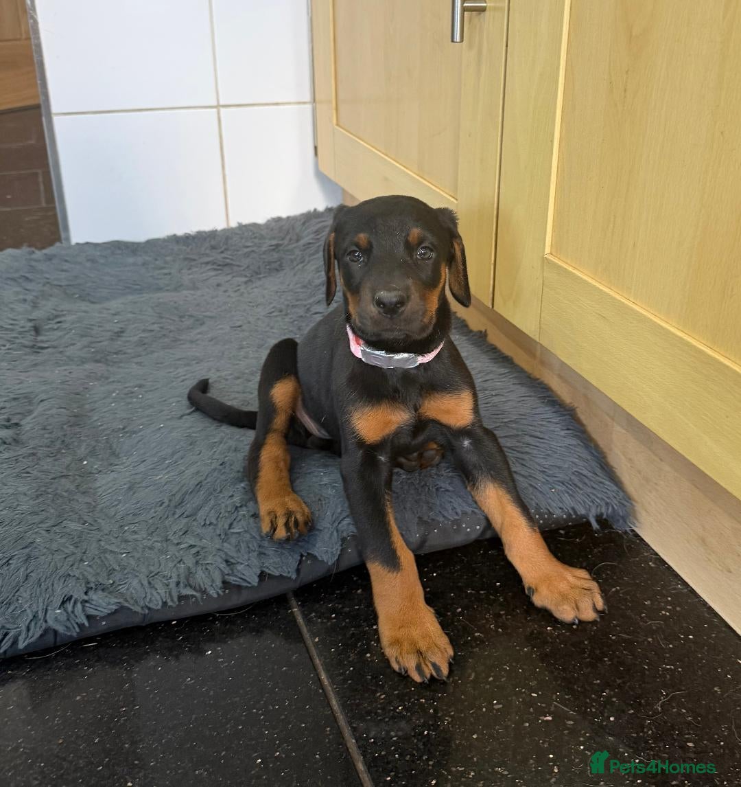 Dobermann dogs Dobermann puppies available - loving homes wanted  - Advert 1