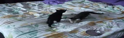Mixed Breed cats for sale: BEAUTIFUL KITTENS FOR SALE in Romford - Advert 4