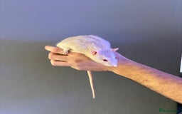 Rat rodents for sale: Four male Rats with complete set up - Image 2