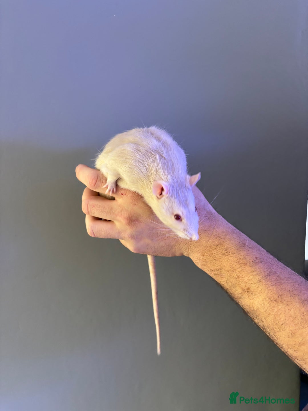 Rat rodents for sale: Four male Rats with complete set up - Image 2