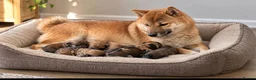 Mixed Breed dogs for sale: Unique Poo-Shi puppies - Advert 11