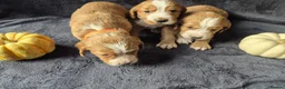 Cocker Spaniel dogs for sale: Beautiful working cocker spaniel puppies in Worcester - Advert 9