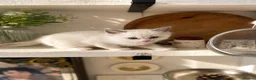 Ragdoll cats for sale: Beautifully Nurtured,Content Ragdoll Kittens - Advert 5