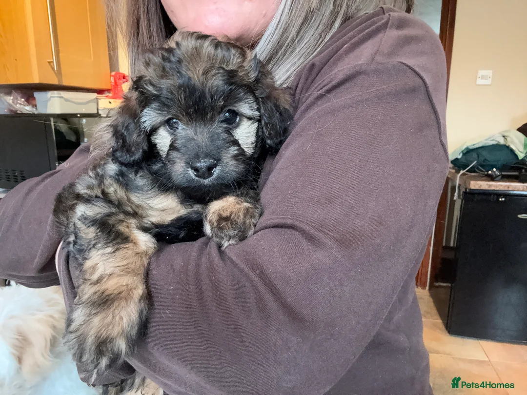 Maltipoo dogs for sale: Maltipoo puppy - Advert 5