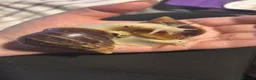 Mixed Breed reptiles for sale: Snake/dragon/frog - Advert 2