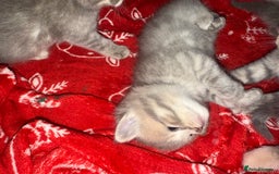 Scottish Fold cats for sale: Beautiful Scottish straight cross British shorts😍 - Image 23