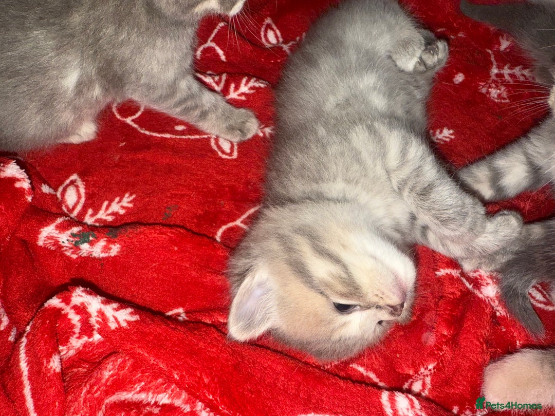 Scottish Fold cats for sale: Beautiful Scottish straight cross British shorts😍 - Image 23