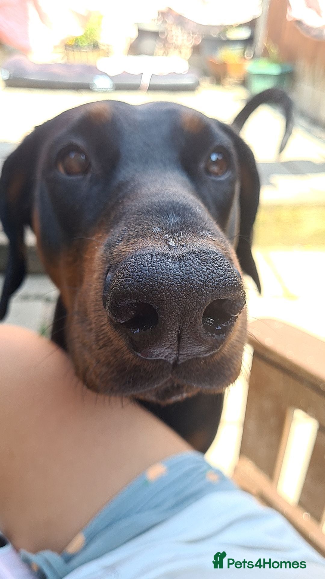 Dobermann dogs for adoption: Rosie 4 Yr old female doberman  - Advert 2