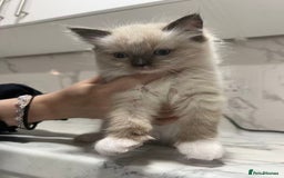 Ragdoll cats for sale: 💛💛💛Ragdolls💛💛💛 - Image 7