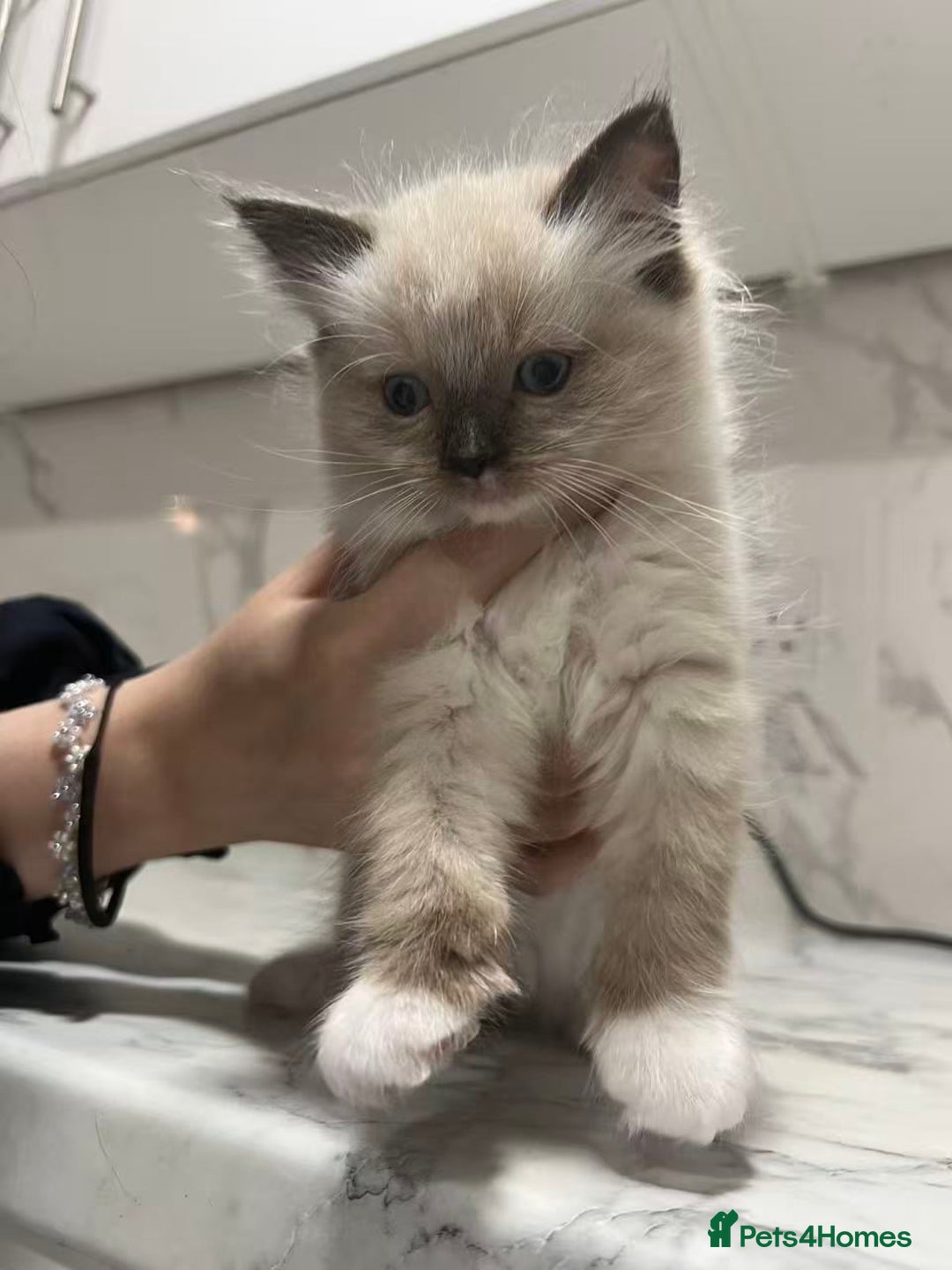Ragdoll cats for sale: 💛💛💛Ragdolls💛💛💛 - Image 7