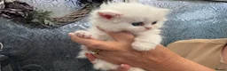 Persian cats for sale: Full Persian Kittens  in Arundel - Advert 18
