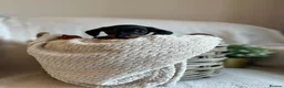 Miniature Dachshund dogs for sale: Exceptional minature daschunds  - Advert 4