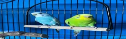 Budgerigars birds for sale: Budgies for Sale - Medium Cage & All Accessories  in Bradford - Advert 2